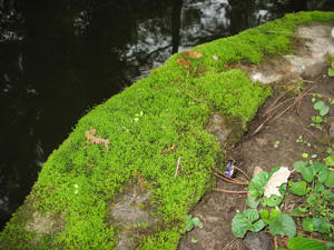 Mossy Concrete Edge