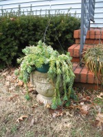 Burro's Tail Before