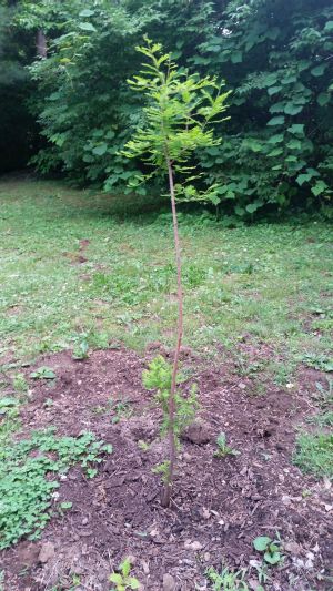 bald-cypress-1