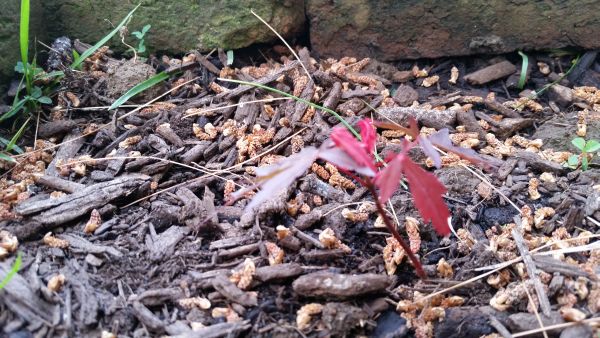 japanese-maple