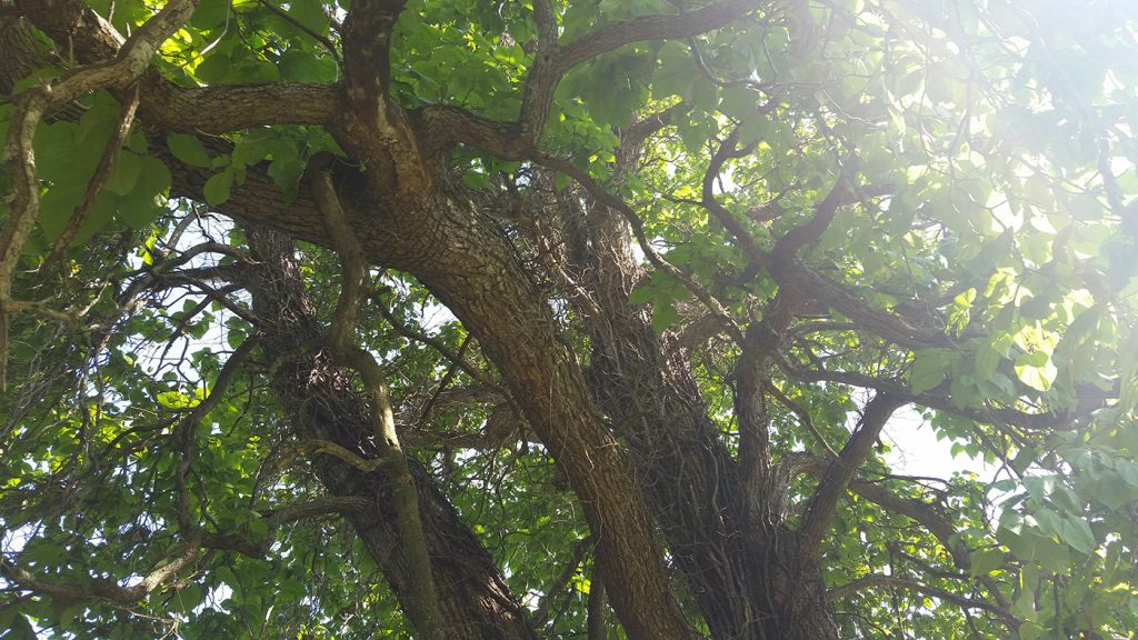 Catalpa branches