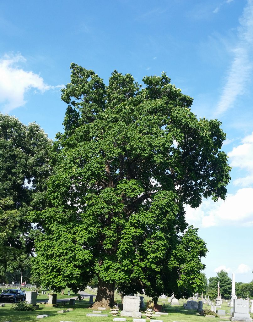 Catalpa tree