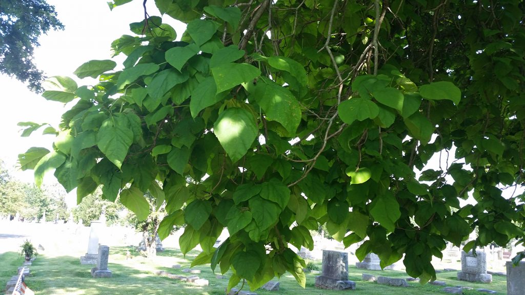 Catalpa leaves