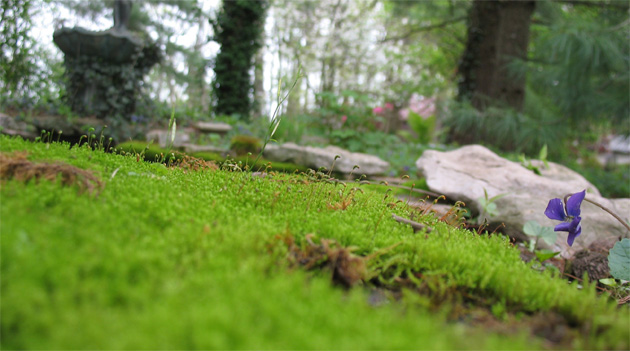 The Mosses of Fairyland