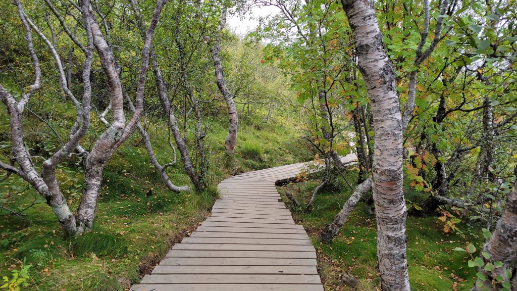 a tree-lined path with wooden walkways