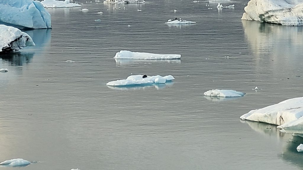 icebergs