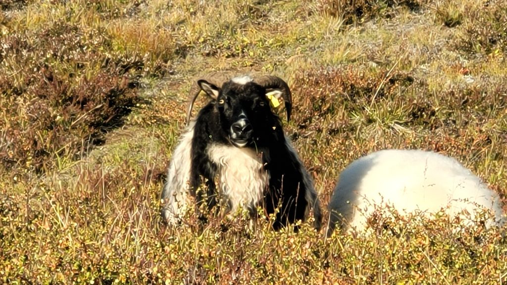 sheep with horns