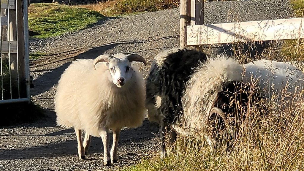 white sheep looking at camera