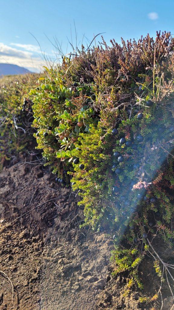 clusters of crowberries