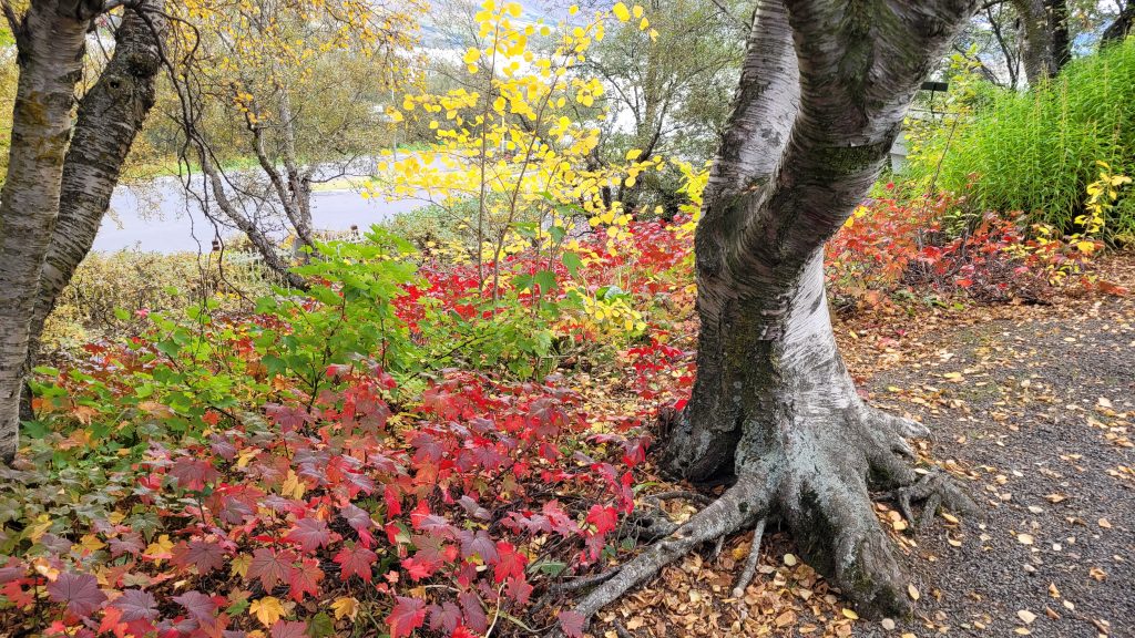 fall leaves on the ground under trees