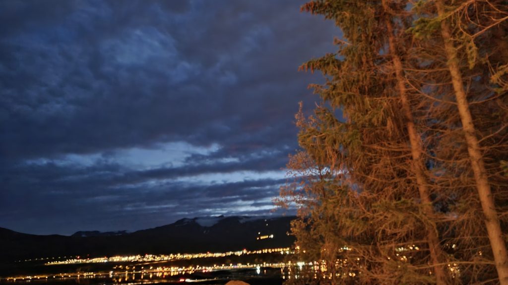 Trees at night with city lights