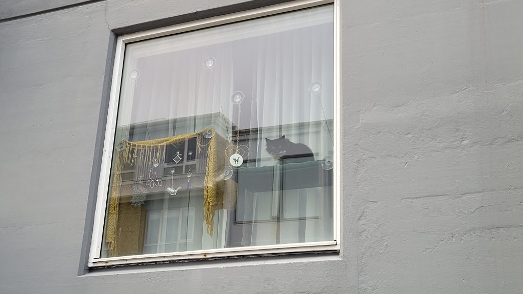 a cat in a window