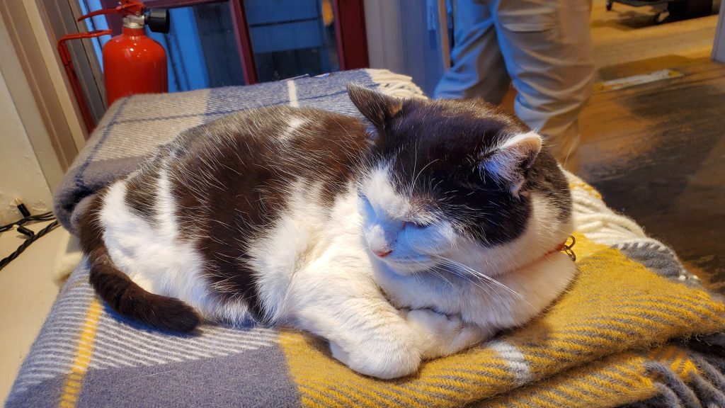 cat sleeping on a wool scarf