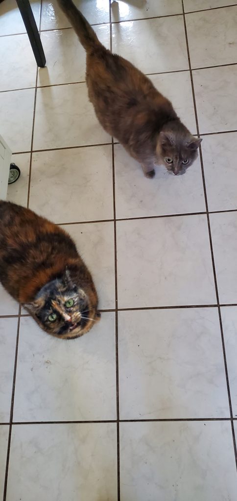 Cats Sookie and Pickles on a white tile floor